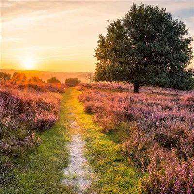 一码一肖100准资料应用截图